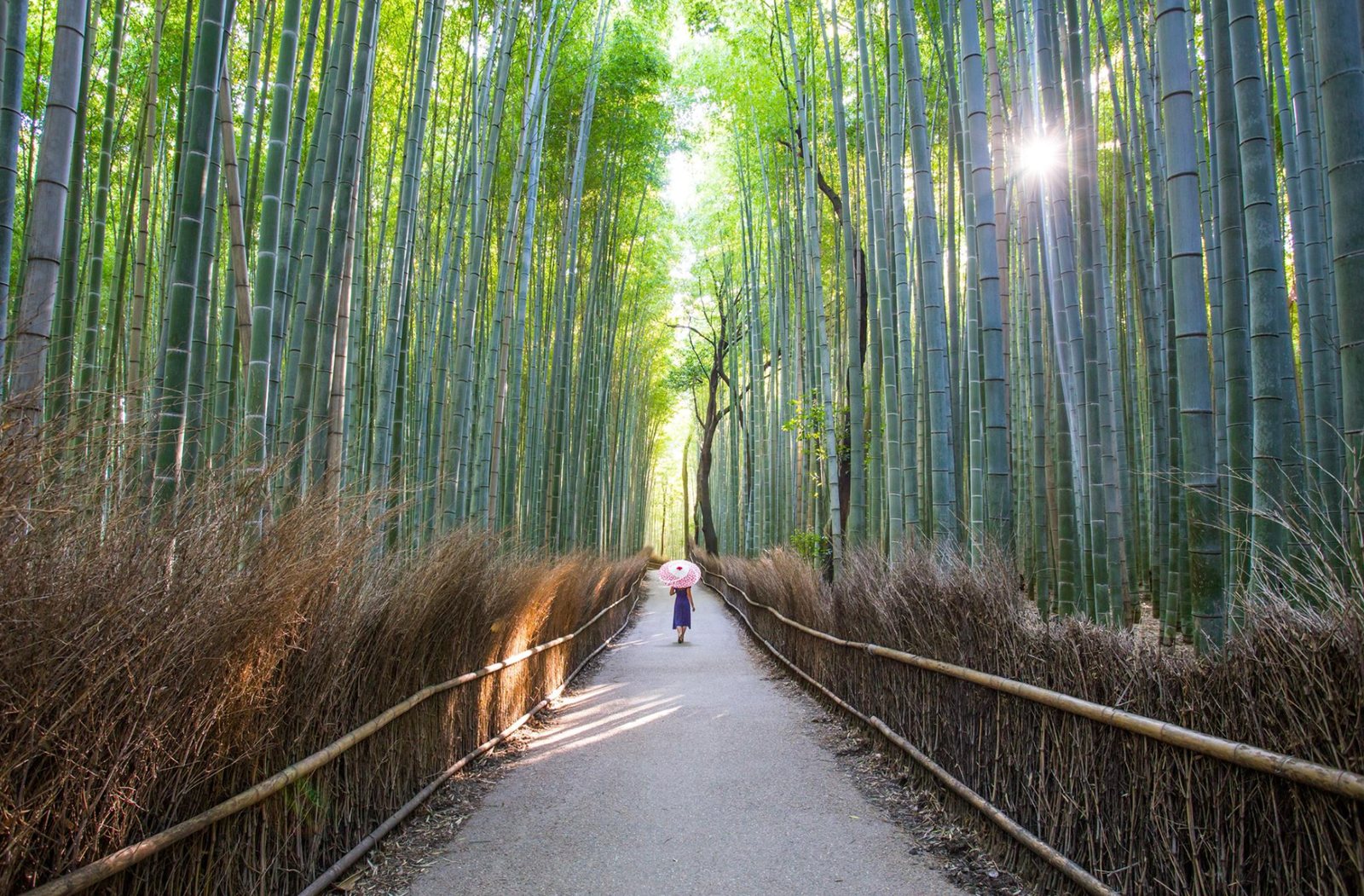 Arashiyama Bamboo Forest in Kyoto, Japan with tall green bamboo pathways