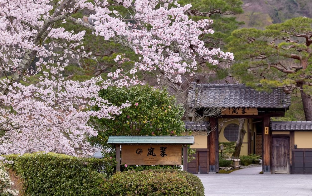 sakura